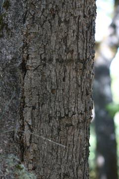 Quercus chrysolepis: Canyon Live Oak