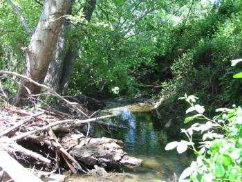 Creek in San Geronimo Watershed. Photo courtesy Liz Lewis, Marin County Department of Public Works