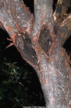 UC - Chinese Elm Anthrose Canker Trunk