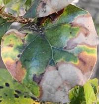 Drought Leaf