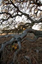 Oak Drought