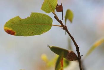 Quercus wislizeni: Interior Live Oak