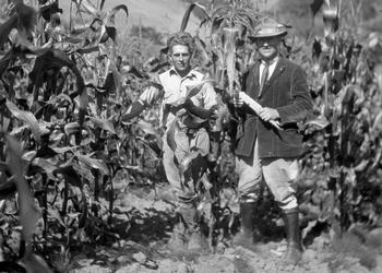 Golden glow corn on S.L. Mazza Ranch, Boyd Stewart and M.B. Boissevain, Olema, 1922