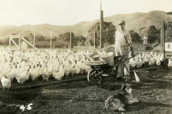 Man with wheelbarrow and white leghorns, Otto Gearhart Poultry Ranch, Novato, 1924