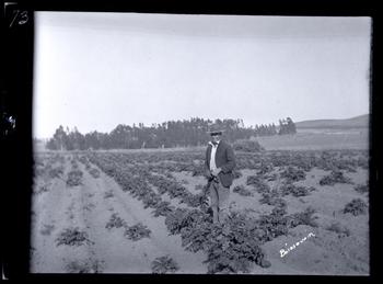 Will Bragga, a member of the potato club in Tomales, July 1922