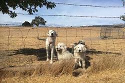 livestock guard dogs