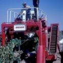FMC Grape Harvester 1968