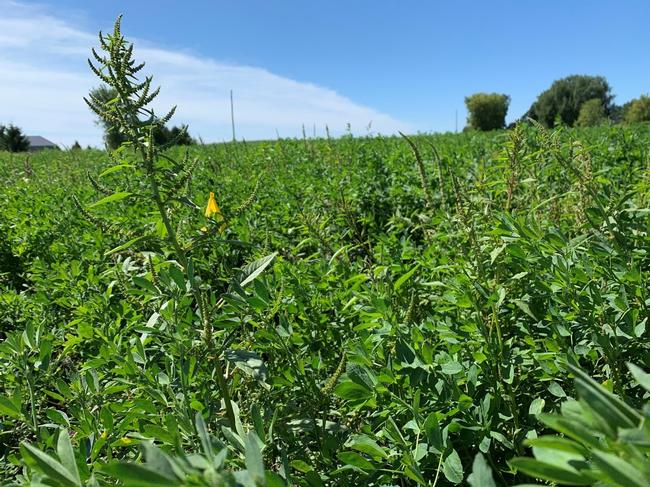 Waterhemp plant’s inflorescence appearing above the alfalfa canopy in WI