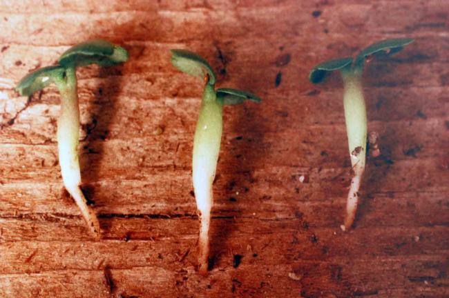 Pronamide on broccoli seedlings (note inhibition of roots and swollen hypocotyl)