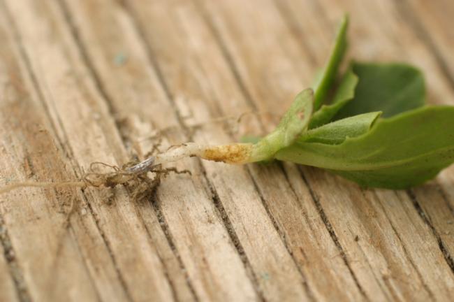 bensulide on lettuce seedling (brown lesion on one side of hypocotyl)