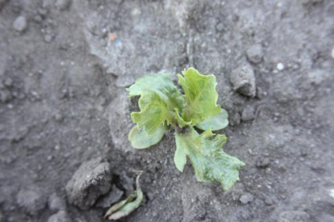 DCPA on lettuce seedling 2