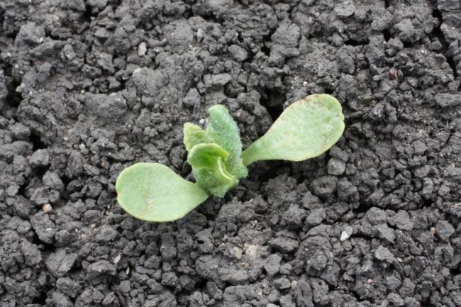 dithiopyr on lettuce seedling (2)