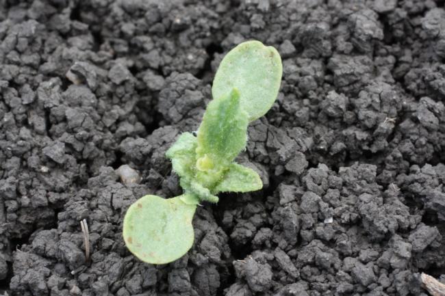 dithiopyr on lettuce seedling