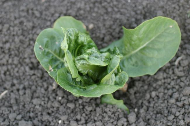 metolachlor on lettuce plant (leaf deformitty)