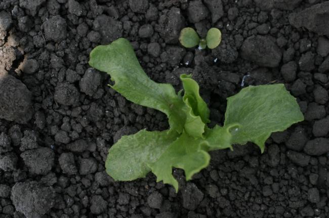 pendimethalin on lettuce seedling (leaf deformity) 2