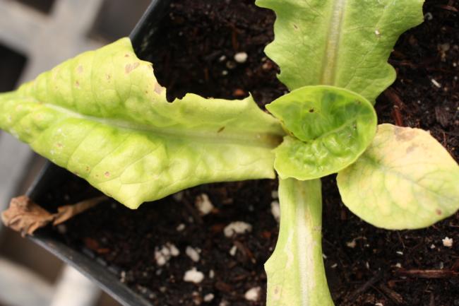 rimsulfuron on lettuce