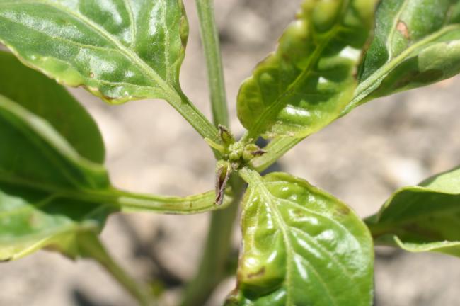 metolachlor on pepper applied post transplant (note burn on young leaf tips)