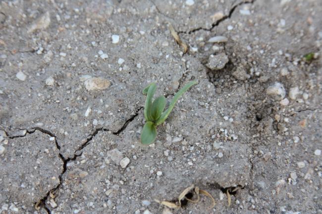 cycloate on spinach seedling (curved cotyledons)