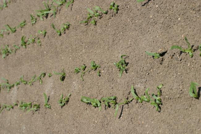 oxyfluorfen on spinach seedlings (curling of cotyledons and stunting)