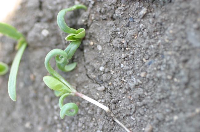 oxyfluorfen on spinach seedlings (curling of cotyledons)