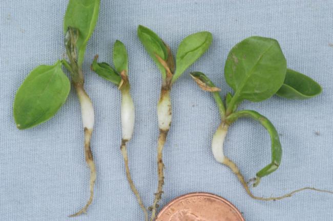 pronamide on spinach seedling (swollen hypocotyl and few feeder roots)