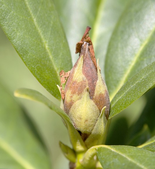 Rhododendron bud infection
