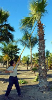 Jim pruning palm