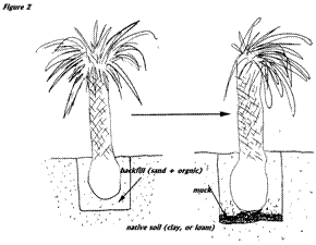 palm planting