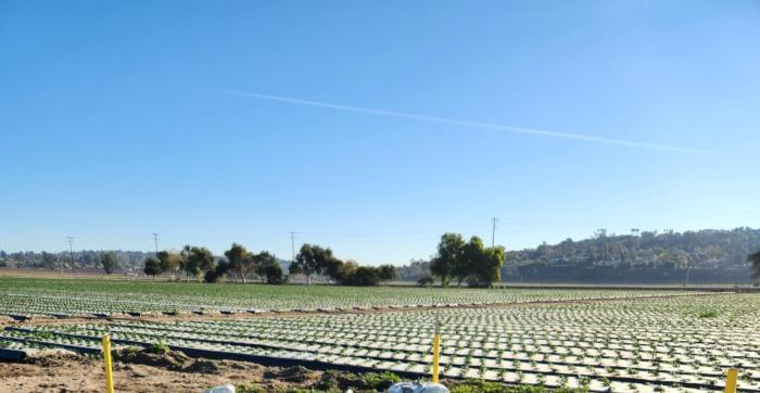 Strawberry field at the new HAREC site