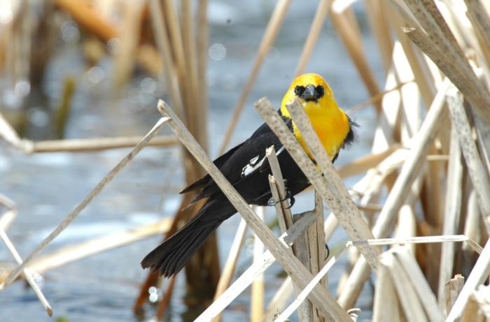 yellow-headed-Blackbird