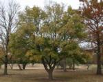 Hedge maple (Acer campestre)