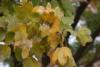 Hedge maple (Acer campestre)2