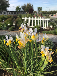 Madera yellow iris