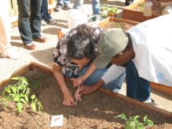 city veggie garden