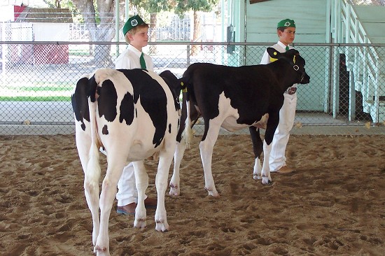 4-H Madera Fair Dairy Novice Showmanship 1st, 2nd 2008