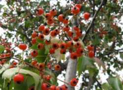 Washington Hawthorn Berries (from: wikimedia.org)