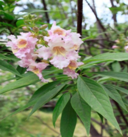 Chitalpa Flowers  (from: wikimedia.org)