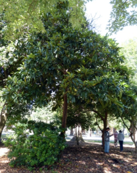 Japanese Loquat photo