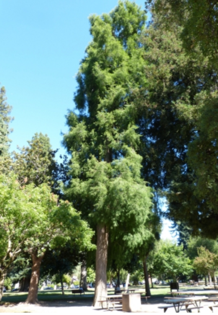 Bald Cypress photo