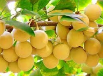Ginkgo Fruit Cluster