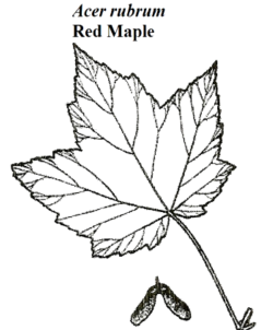 Red Maple Leaf Illustration