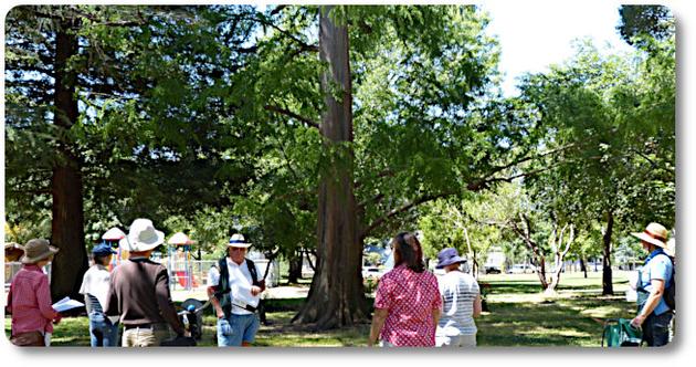 Guided Tree Walk Tour