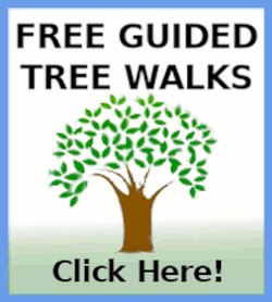 Tree Walks Logo