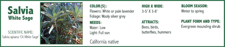 Salvia White Sage