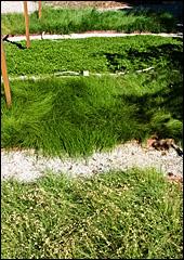 Lawn alternatives viewed from the top: Native Bentgrass, Kurapia, Native MowFree and Buffalo Grass