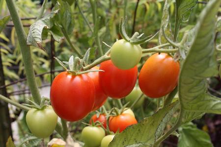 Tomatoes in Demo Garden