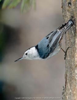 White-breasted Nuthatch