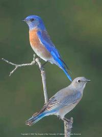 Male and female Western bluebirds