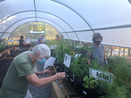 Prepping plants in the hoop house. 2021 Fall Plant Sale