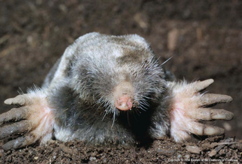 Broad Footed Mole